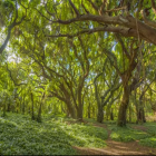 Lush forest scene with sunlight, mossy floor, wildflowers, ancient trees