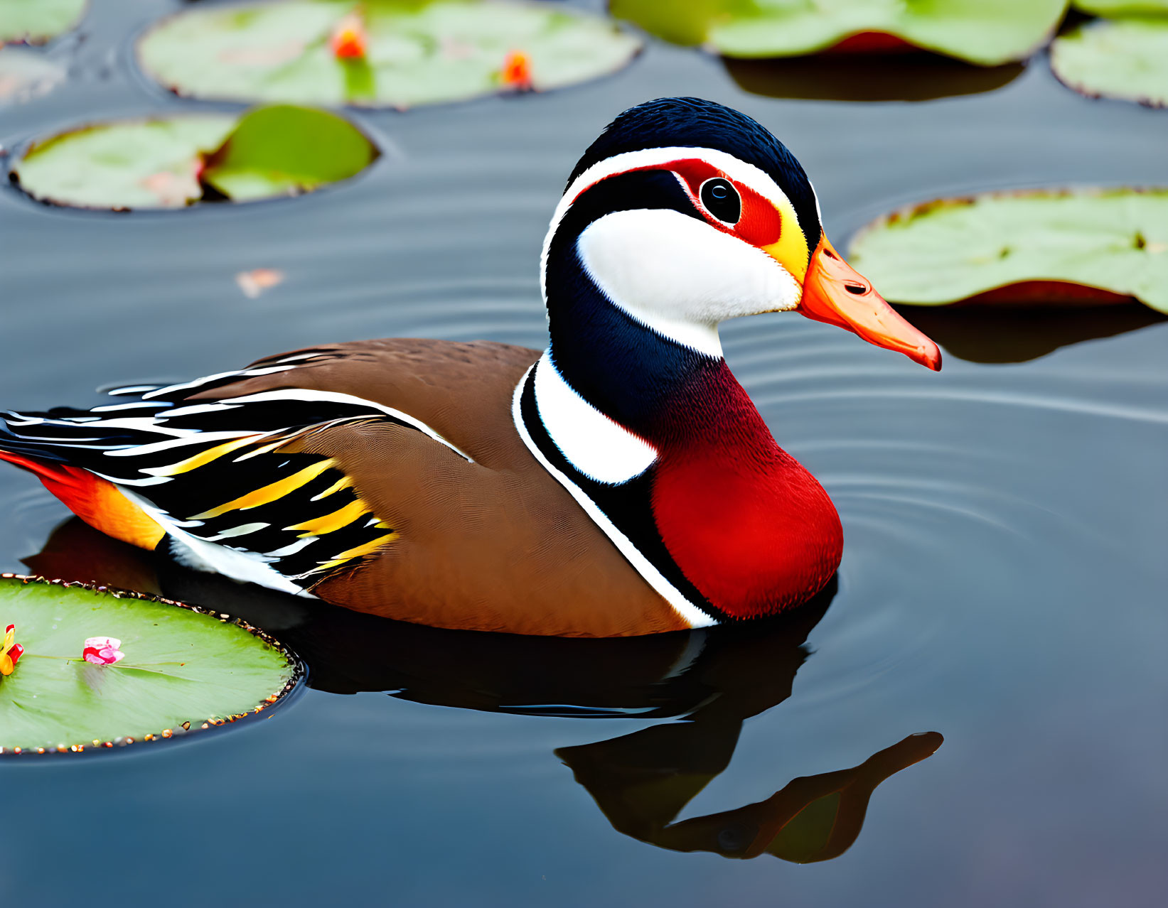 Colorful Mandarin Duck Swimming Among Green Lily Pads