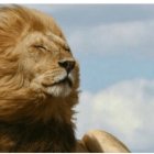 Majestic lion profile against starry sky with smaller lion resting on rock