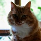 Majestic tabby cat with green eyes and unique markings in soft backlight