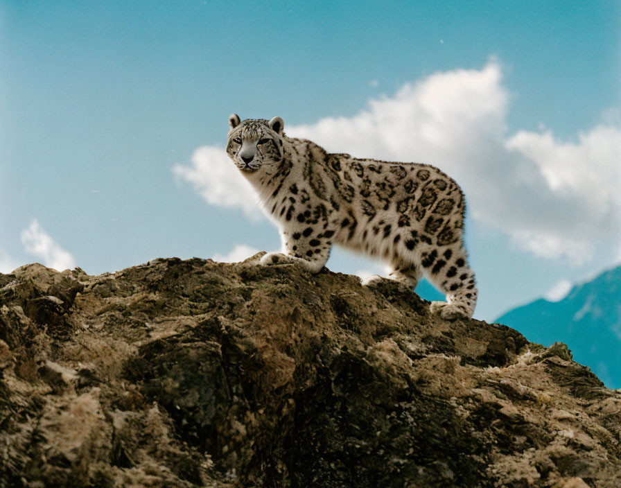 Snow leopard perched on rocky outcrop with blue sky and mountains.