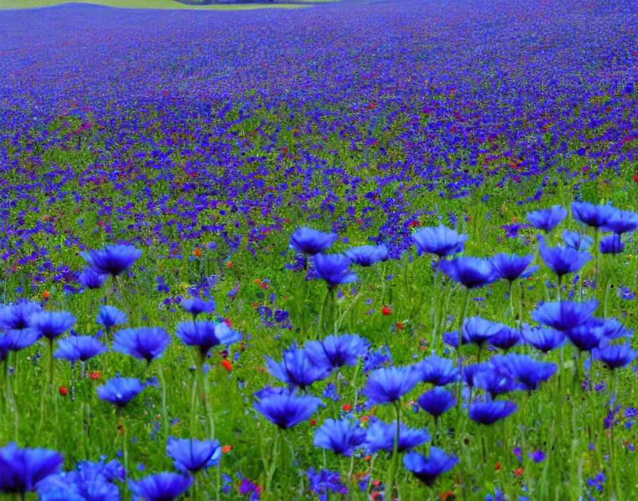 Colorful blue, purple, and red flowers in front of a green hillside