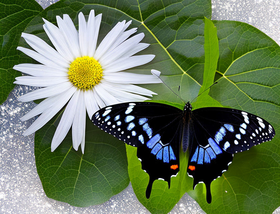 Colorful Butterfly Resting on Leaf Near Daisy on Glittery Background