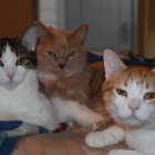 Three cats with green eyes and floating bubbles on colorful cushions