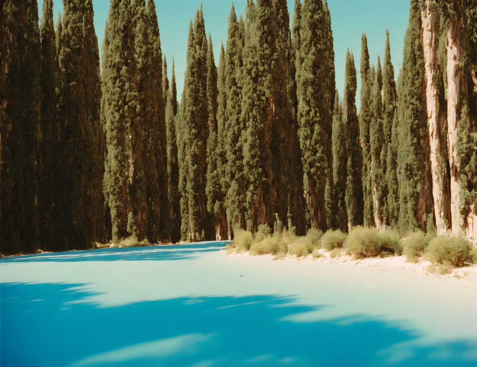 Tranquil landscape: tall cypress trees by blue water