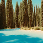 Tranquil landscape: tall cypress trees by blue water