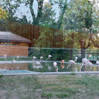 Flamingos in Serene Water with Green Vegetation