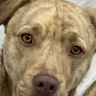 Close-up Digital Painting of Dog with Brown Eyes & Beige Coat