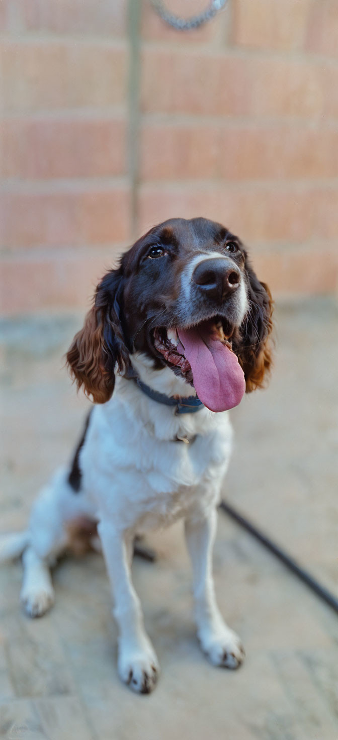 Brown and White Dog Sitting on Tiled Floor with Leash