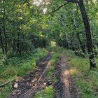 Tranquil forest path with moss-covered trees