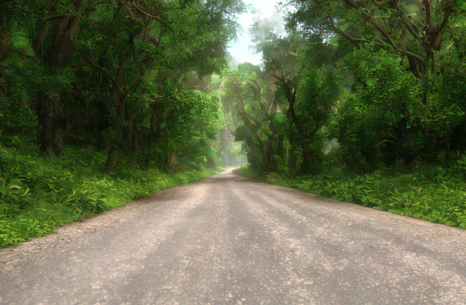 Tranquil gravel road through lush green forest