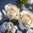 Creamy White Roses Surrounded by Green and Purple Flowers