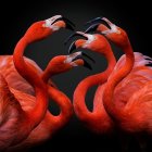 Five red flamingos with intertwined necks on dark background