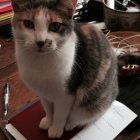 Calico Cat on Open Book with Quill and Inkwell