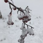 Winter Scene: Snowy Branch with Red Berries in White Landscape