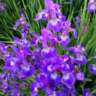 Purple Irises with White Accents on Green Foliage