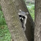 Curious raccoon hiding behind tree trunk in lush foliage