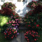 Vibrant red and pink flowers in lush garden by white house