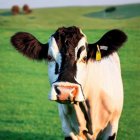 Black and White Cow with Large Ears in Green Field with Ducks