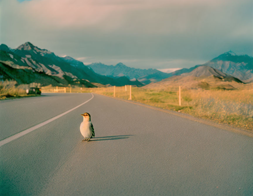 Solitary bird on empty road with mountains and cloudy sky