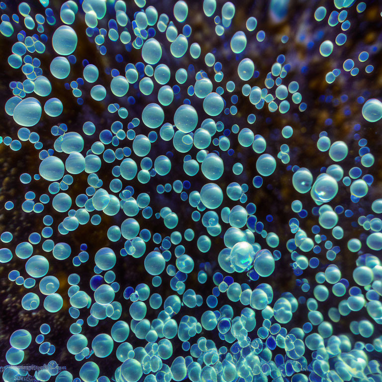 Translucent bubbles in various sizes on dark background