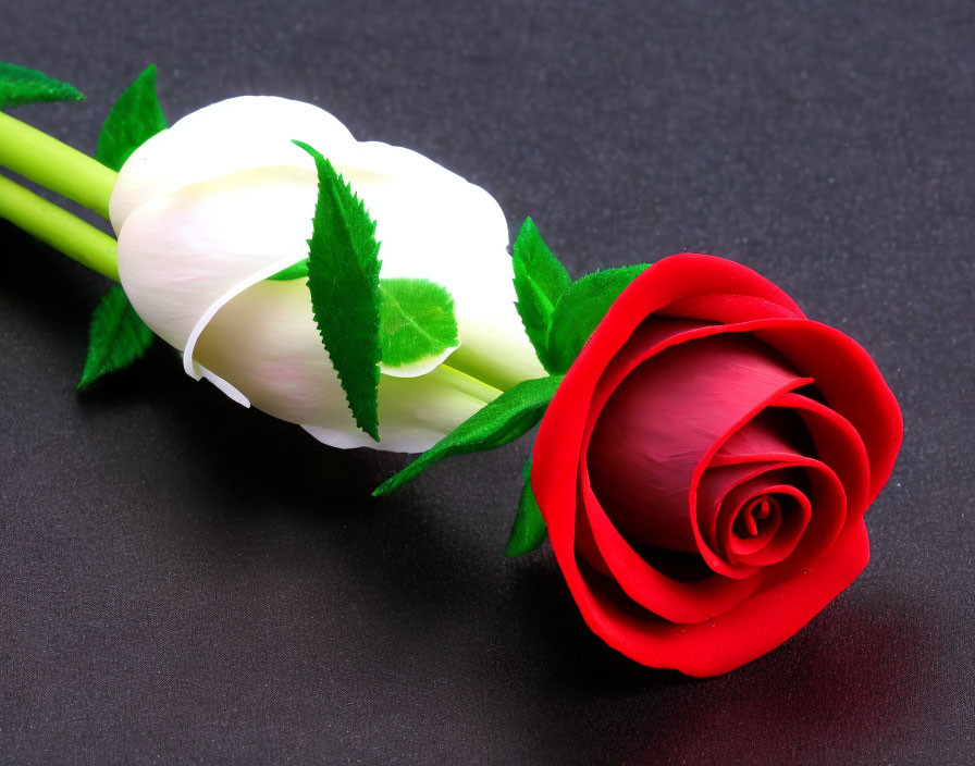 Red rose and white tulip on dark gray surface