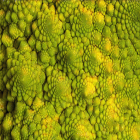 Colorful Close-Up of Green and Orange Coral Polyps Displaying Marine Life Textures