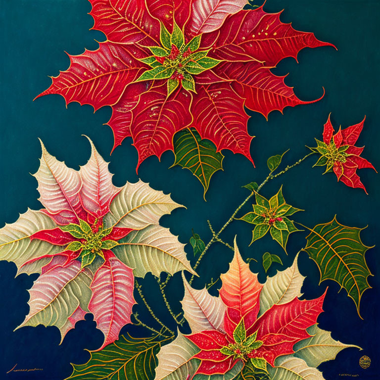 Detailed red and white poinsettias on dark background