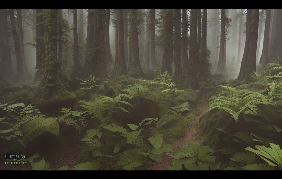 Misty forest with dense ferns, moss-covered grounds, and tall fog-shrouded trees