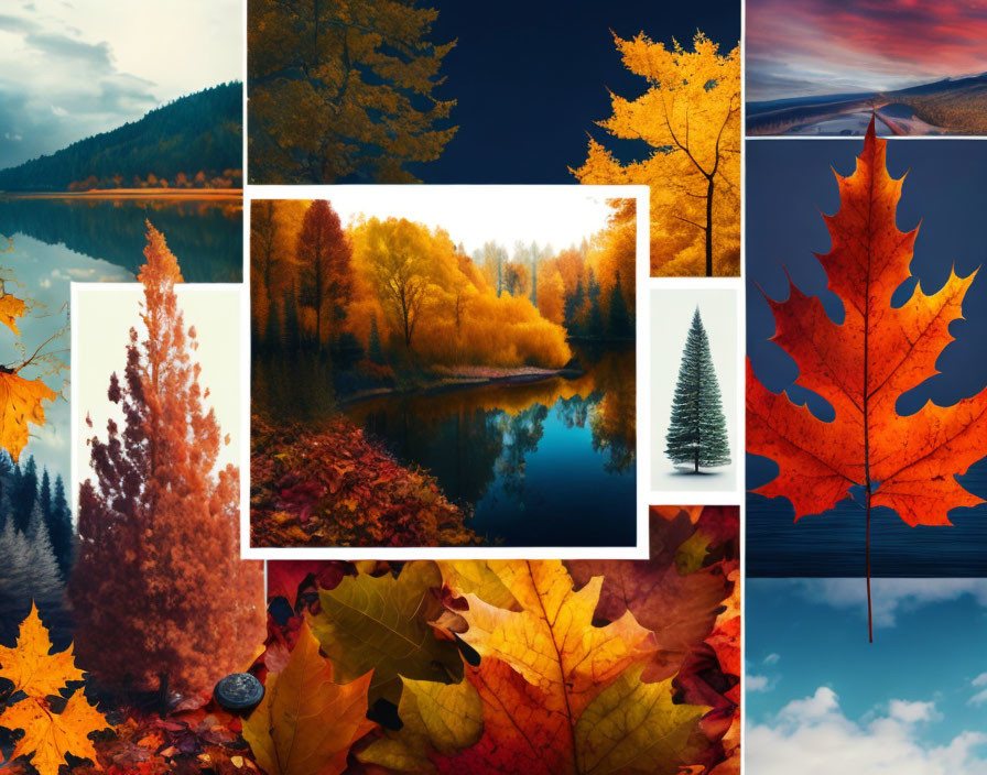 Autumn Collage: Vibrant Leaves, Fall Landscapes, Red Leaf Focus