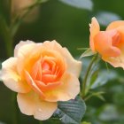 Vibrant Peach-Colored Roses in Full Bloom with Soft Green Leaves