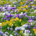 Colorful Sunflower and Daisy Garden with Purple Flowers