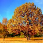 Colorful Stylized Tree Painting with Bright Sky & Grass Field