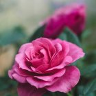 Vibrant purple-pink roses with budding shoot on water droplet-adorned blue background