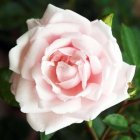 Detailed Painting of Pink Rose with Intricate Petals on Multicolored Background