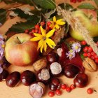 Seasonal Still Life with Pumpkins, Nuts, Flowers, and Leaves on Wooden Background