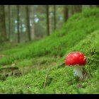 Diverse foliage, ferns, and mushrooms in lush forest scene