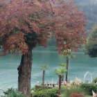 Colorful Roof Treehouses in Misty Forest with Lake & Pink Trees