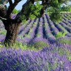 Vibrant lavender field with children, tree, and wildflowers