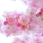 Delicate pink cherry blossoms with yellow centers on white background