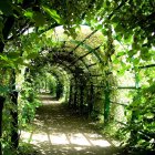 Lush green tunnel with sunlight filtering through leaves