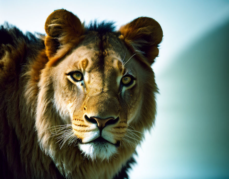 Detailed Close-Up of Lion's Face with Intense Eyes and Blue Background