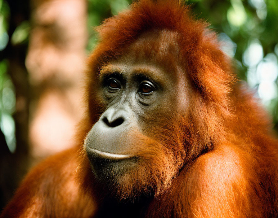 Orangutan with thoughtful expression in close-up portrait