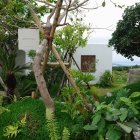 Elegant Woman in Greenery with Exotic Plants