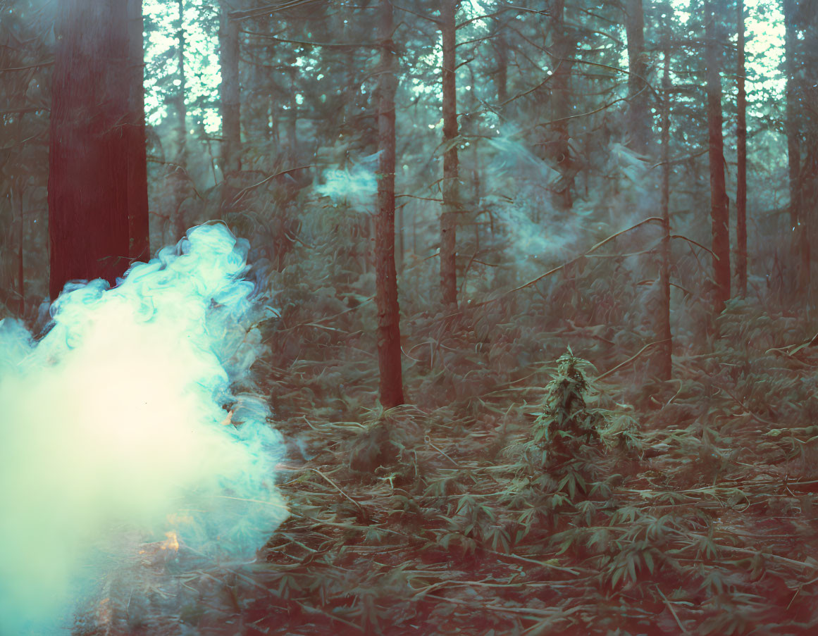 Misty Forest Scene with Vibrant Blue Smoke Among Tall Trees