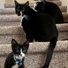 Three tuxedo cats on stairs under night sky with stars and crescent moon.