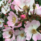 White and Pink Flowers with Golden Stamens and Pink Buds in Lush Greenery