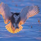 Colorful pigeon flying over surreal landscape with orbs and blossoms