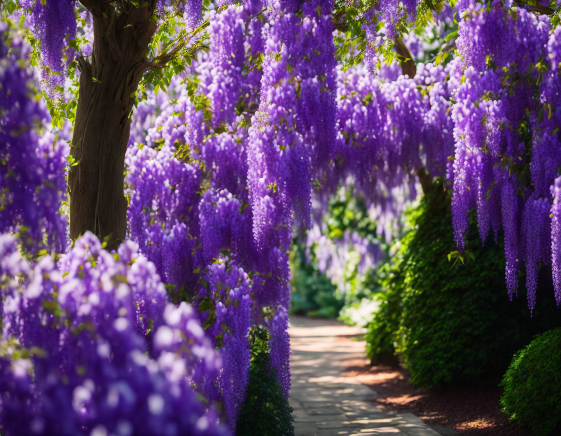 Tranquil path with blooming wisteria creating a purple tunnel