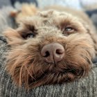 Fluffy Brown Dog with Black Nose Resting Head on Textured Surface